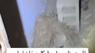 ظهور روح بصورت بخار