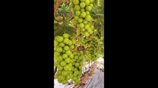 نهال انگور موسکات نهال با ما