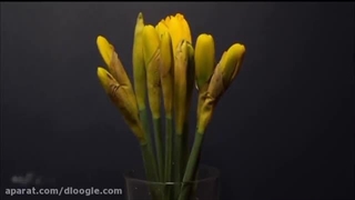 گل نرگس پلاستیک لثه
