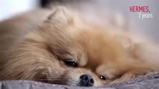 معرفی پت شاپ سامیا و انواع غذای سگ و گربه