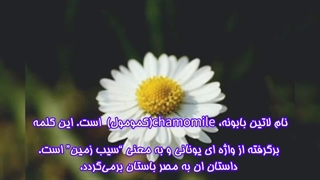 بابونه / ۵ خاصیت باورنکردنی بابونه برای سلامتی که همه باید بدانند!