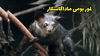 حیواناتی با ظاهری ترسناک, که هیچ خطری برای انسان ندارن رو بشناسید