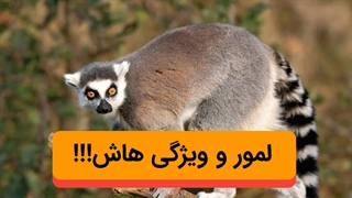لمور جانوری که تا حالا درموردش نشنیدید! ویژگی های عجیب و منحصر به فرد لمور!