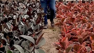 چگونه گل سالم داشته باشیم