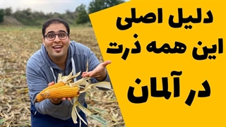 چرا در آلمان این همه ذرت کاشته میشه؟ ( روز جهانی ذرت )