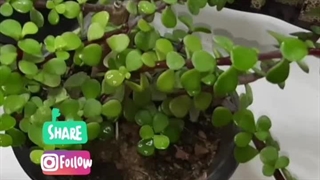 خرید فروش علت زرد ریختن خشک روش دلیل فصل موقع جلوگیری چرا ریزش برگ گیاه ساکولنت گل کراسولا خرفه ای کاج مطبق شمعدانی میریزد