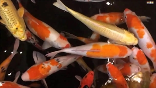 ماهی کوی بزرگ و زیبا