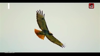 سریال رعدوبرق رایگان