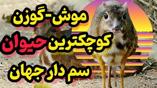 جانورعجیبی که گمان می رفت منقرض شده!!