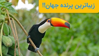 پرنده توکان زیباترین و خوش رنگ ترین پرنده دنیا 