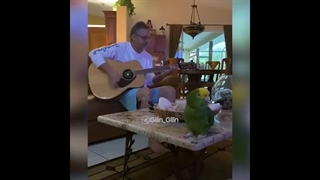 طوطی خواننده تا حالا دیده بودید