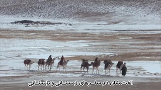 سوره قریش - ترجمه صوتی و تصویری ۱۱۴ سوره قرآن مهر