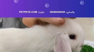 خرگوش لوپ سفید نژاد ترکیش | خرید از پت پیک