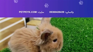 خرگوش لوپ کاراملی | خرید از پت پیک