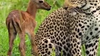 از شگفتانه های طبیعت خدا! :)