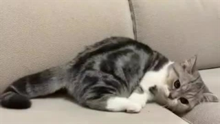 بچه ها شماها برای ساختن لیریک فارسی از ترنسلیت استفاده میکنین؟ ترنسلیت اشتباه ترجمه نمیکنه؟