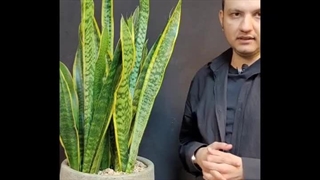 آموزش نگهداری گل سانسوریا در منزل