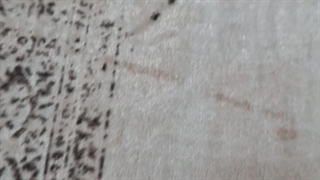 فرشینه صائب