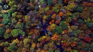 پرده برداری از اسرار درختان : درختان چگونه با یکدیگر صحبت میکنند ؟