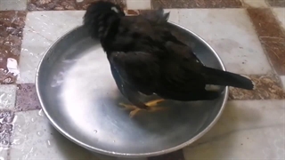 تعیین جنسیت مرغ مینا|مرغ مینا|روش های تعیین جنسیت مرغ مینا