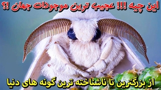 ناشناخته ترین گونه های دنیا