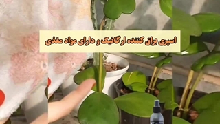 قیمت خرید اینترنتی معرفی بهترین مایع مناسب مخصوص ارگانیک نحوه مصرف مغذی تمیز براق کننده برگ گیاهان آپارتمانی شاینی طریقه استفاده