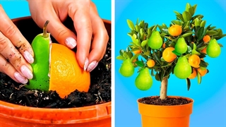 هک های ساده اما کاربردی برای گیاهان