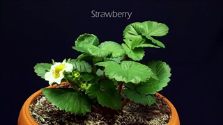 تایم لپس جالب از کاشت میوه انار