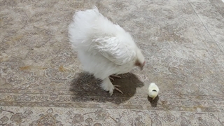 Jodie and her Chickens