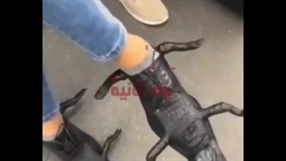 کفش کروکودیل