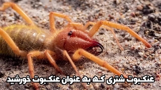 حقایقی عجیب در رابطه با عنکبوت شتری: که با سرعت انسان تعقیبت میکنه