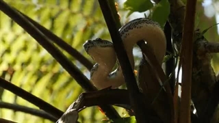 جزیره ای که حضور در آن به منزله مرگ است