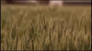 گزیده ای از کلیپ آماده سازی جشن یلدا