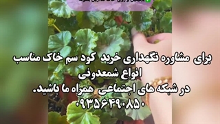 خرید فروش روش دلیل راه شرایط سم کود تقویتی خاک مکمل مناسب پاجوش زدن گل سانسوریا