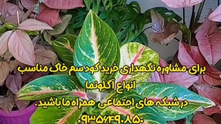 خرید فروش روش دلیل راه شرایط سم کود تقویتی خاک مکمل مناسب پاجوش زدن گل انواع آگلونما