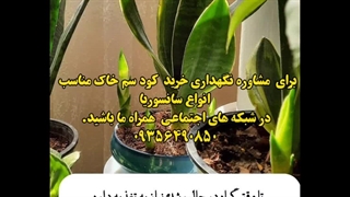 خاک خوب مرغوب کود عالی با کیفیت ضدعفونی ترکیب اسیدی گل گلدون گلدان انواع سانسوریا پاکوتاه