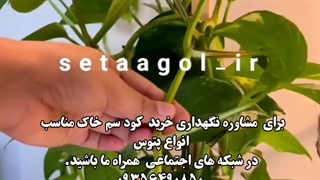 خاک خوب مرغوب کود عالی با کیفیت ضدعفونی ترکیب اسیدی گل گلدون گلدان انواع پتوس پوتوس