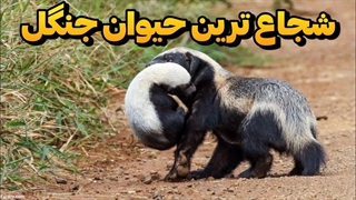 شجاع ترین حیوان جهان که می تواند شیر و خرس یا هر حیوانی را شکست بدهد