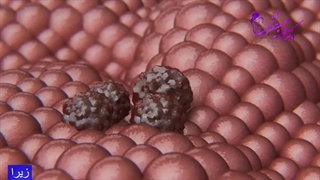 تست پاپ اسمیر