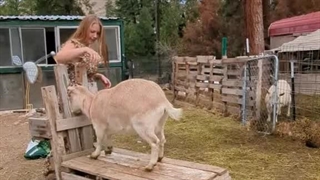 Milking Routine dairygoats see the interesting way to milking a goat