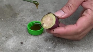 ویدیوی آموزش کاشت موز