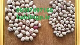 خرید کرم گلدن کویین اصل