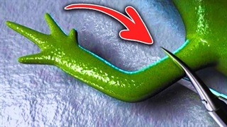 7 حیوانی که هرگز نمی میرند