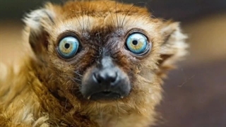 دنیا از دید حیوانات چگونه است:حیوانات جهان رو چگونه می بینند