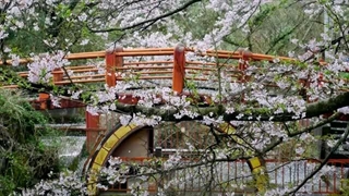 هانامی: جشن شکوفه های گیلاس در ژاپن