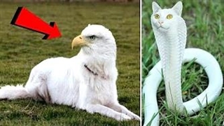 عجیب ترین و  شگفت انگیز ترین حیوانات را باید ببینید تا باورتان شود