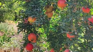 خرید و قیمت نهال انار واندرفول 09144811631