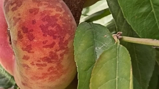 قیمت نهال هلو انجیری پلنگی 09144811631