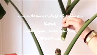 روش نحوه آموزش نکات طلایی نگهداری مراقبت پرورش نور رطوبت دما بهترین خاک کود سم تعویض گلدون گلدان محیط مناسب گل برگ انجیری