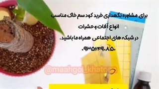 روش نحوه آموزش نکات طلایی نگهداری مراقبت پرورش نور رطوبت دما بهترین خاک کود سم تعویض گلدون گلدان محیط مناسب گل  حیاطی یوکا